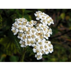 ACHILLEA MILLEFOLIUM WHITE - WHITE YARROW - 500 SEEDS