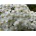 ACHILLEA MILLEFOLIUM WHITE - WHITE YARROW - 500 SEEDS