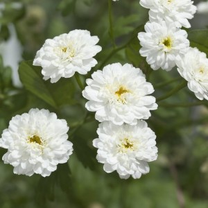 ACHILLEA PTARMICA BALLERINA SEEDS - PURE WHITE DOUBLE FLOWERS - 250 SEEDS