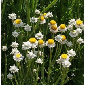 AMMOBIUM ALATUM SEEDS - WINGED EVERLASTING SEEDS - 250 SEEDS AMMOBIUM ALATUM SEEDS - WINGED EVERLASTING SEEDS - 250 SEEDS