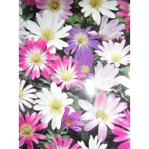 ANEMONE BLANDA BULBS / CORMS - MIXED COLOURS  - WINTER WILD FLOWER PERENNIAL - PRICED INDIVIDUALLY ANEMONE BLANDA BULBS / CORMS - MIXED COLOURS  - WINTER WILD FLOWER PERENNIAL - PRICED INDIVIDUALLY