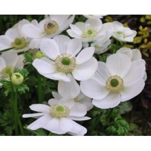 ANEMONE CORONARIA THE BRIDE BULBS / CORMS - WHITE COLOUR BULBS - WINTER WILD FLOWER PERENNIAL  - PRICED INDIVIDUALLY