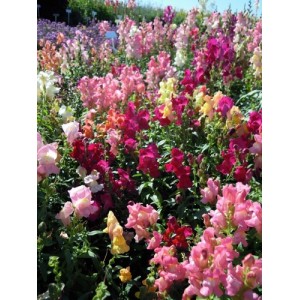 ANTIRRHINUM CHEERIO MIX SEEDS - MIXED COLOUR SNAPDRAGON SEEDS - 350 SEEDS
