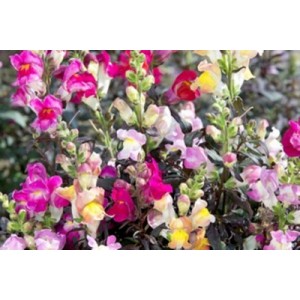 ANTIRRHINUM MAJUS NANUM CROWN MIX SEEDS - MIXED COLOUR SNAPDRAGON - 500 SEEDS