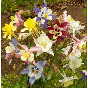 AQUILEGIA MCKANA GIANT HYBRIDS PERENNIAL SEEDS - 100 SEEDS