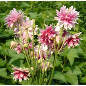 AQUILEGIA VULGARIS STELLATA NORA BARLOW MIX SEEDS - GRANNYS BONNET - 100 SEEDS AQUILEGIA VULGARIS STELLATA NORA BARLOW MIX SEEDS - GRANNYS BONNET - 100 SEEDS
