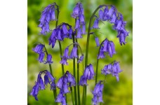 NATIVE ENGLISH BLUEBELL SEEDS - HYACINTHOIDES NON SCRIPTA - 25 SEEDS NATIVE ENGLISH BLUEBELL SEEDS - HYACINTHOIDES NON SCRIPTA - 25 SEEDS