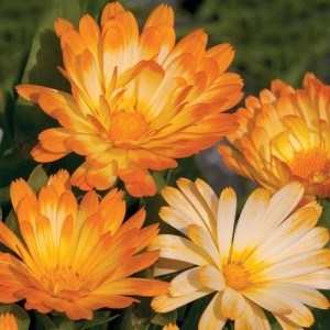 CALENDULA OFFICINALIS OOPSY DAISY SEEDS - YELLOW & CREAM POT MARIGOLD - 50 SEEDS