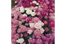 IBERIS UMBELLATA - CANDYTUFT DWARF FAIRY MIX - 250 SEEDS IBERIS UMBELLATA - CANDYTUFT DWARF FAIRY MIX - 250 SEEDS