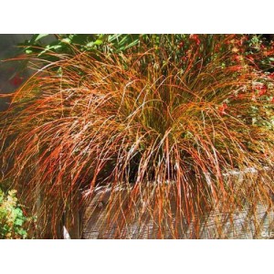 CAREX TESTACEA PRAIRIE FIRE ORNAMENTAL GRASS 1 LITRE POTTED PLANT - PRICED INDIVIDUALLY