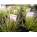 CAREX TESTACEA PRAIRIE FIRE ORNAMENTAL GRASS 1 LITRE POTTED PLANT - PRICED INDIVIDUALLY
