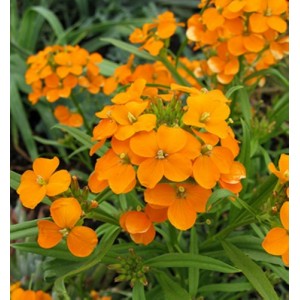 CHEIRANTHUS ALLIONII ORANGE SEEDS - SIBERIAN WALLFLOWER PERENNIAL SEEDS - 100 SEEDS
