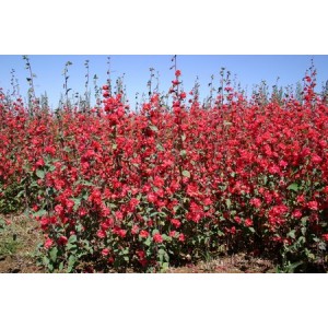 CLARKIA ELEGANS DOUBLE RED - 500 SEEDS CLARKIA ELEGANS DOUBLE RED - 500 SEEDS