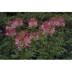 CLEOME HASSLERIANA PINK QUEEN SEEDS - SPIDER PLANT FLOWER - 100 SEEDS