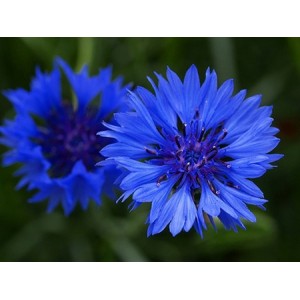 CENTAUREA CYANUS BLUE BALL - BLUE CORNFLOWER SEEDS - 100 SEEDS