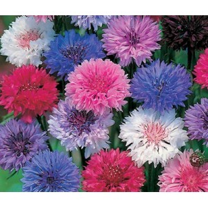 CENTAUREA CYANUS POLKA DOT MIX CORNFLOWER SEEDS - 100 SEEDS