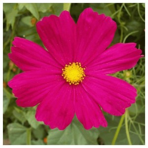 COSMOS BIPINNATUS DAZZLER SEEDS - VIBRANT DARK PINK FLOWERS - 50 SEEDS