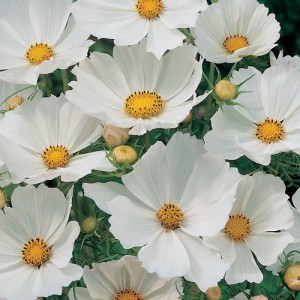 COSMOS BIPINNATUS PURITY SEEDS - PURE WHITE FLOWERS - 50 SEEDS