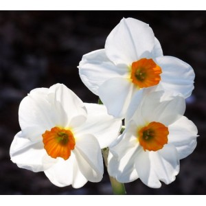 DAFFODIL NARCISSUS GERANIUM BULBS - CRISP WHITE WITH ORANGE  - PRICED INDIVIDUALLY