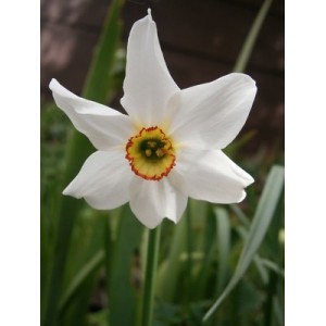 DAFFODIL NARCISSUS POETICUS - PHEASANTS EYE BULBS - POET'S NARCISSI - PRICED INDIVIDUALLY