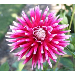 DAHLIA CACTUS MIX SEEDS - 50 SEEDS