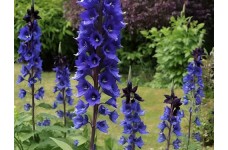 DELPHINIUM PACIFIC GIANT BLACK KNIGHT SEEDS - DARK BLUE FLOWERS WITH DARK BEE - 50 SEEDS