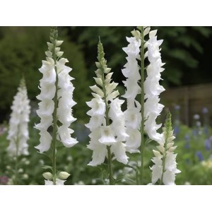 DELPHINIUM PACIFIC GIANT GALAHAD SEEDS - PURE WHITE FLOWERS WITH DARK BEE - 50 SEEDS DELPHINIUM PACIFIC GIANT GALAHAD SEEDS - PURE WHITE FLOWERS WITH DARK BEE - 50 SEEDS