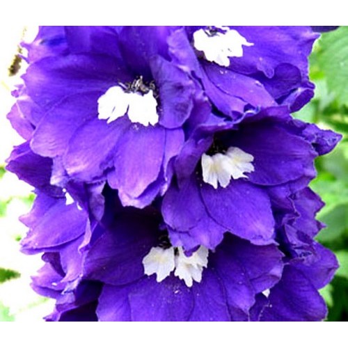 DELPHINIUM KING ARTHUR SEEDS PURPLE FLOWERS 50 SEEDS