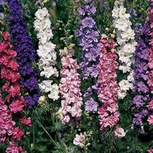 DELPHINIUM LARKSPUR SUBLIME MIX SEEDS - CONSOLIDA AJACIS - 100 SEEDS