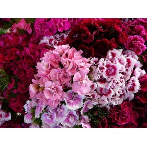 DIANTHUS BARBATUS SEEDS - SWEET WILLIAM DOUBLE MIX SEEDS - 250 SEEDS
