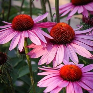 ECHINACEA PURPUREA SEEDS - PURPLE CONEFLOWER - 50 SEEDS