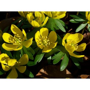 ERANTHIS HYEMALIS BULBS - WINTER ACONITE - RHS AWARD GARDEN MERIT  - PRICED INDIVIDUALLY ERANTHIS HYEMALIS BULBS - WINTER ACONITE - RHS AWARD GARDEN MERIT  - PRICED INDIVIDUALLY
