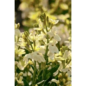 ERYSIMUM CHEIRI - IVORY WHITE SEEDS - WHITE ENGLISH WALLFLOWER - 150 SEEDS