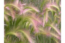 HORDEUM JUBATUM SEEDS - SQUIRREL GRASS / FOXTAIL BARLEY ORNAMENTAL GRASS SEEDS - 50 SEEDS HORDEUM JUBATUM SEEDS - SQUIRREL GRASS / FOXTAIL BARLEY ORNAMENTAL GRASS SEEDS - 50 SEEDS