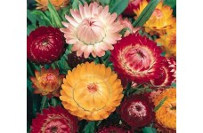 HELICHRYSUM BRACTEATUM STRAW FLOWER TOM THUMB MIXED SEEDS - 250 SEEDS HELICHRYSUM BRACTEATUM STRAW FLOWER TOM THUMB MIXED SEEDS - 250 SEEDS