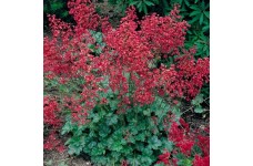HEUCHERA SANGUINEA BRESSINGHAM HYBRIDS -  CORAL BELLS - 250 SEEDS HEUCHERA SANGUINEA BRESSINGHAM HYBRIDS -  CORAL BELLS - 250 SEEDS