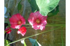 HOLLYHOCK CERISE PINK SEEDS - 50 SEEDS HOLLYHOCK CERISE PINK SEEDS - 50 SEEDS
