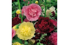 HOLLYHOCK CHATERS DOUBLE SEEDS - ALCEA ROSEA  - MIXED COLOUR - 50 SEEDS HOLLYHOCK CHATERS DOUBLE SEEDS - ALCEA ROSEA  - MIXED COLOUR - 50 SEEDS