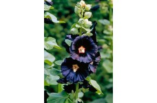 HOLLYHOCK NIGRA ALCEA ROSEA NIGRA SEEDS - BLACK HOLLYHOCK SEEDS - 50 SEEDS HOLLYHOCK NIGRA ALCEA ROSEA NIGRA SEEDS - BLACK HOLLYHOCK SEEDS - 50 SEEDS