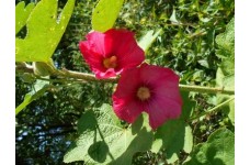 HOLLYHOCK ALCEA ROSEA DEEP PINK SEEDS - 50 SEEDS HOLLYHOCK ALCEA ROSEA DEEP PINK SEEDS - 50 SEEDS
