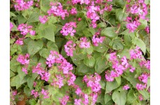 HONESTY LUNARIA ANNUA SEEDS - 50 SEEDS HONESTY LUNARIA ANNUA SEEDS - 50 SEEDS