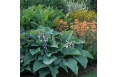 HOSTA SIEBOLDIANA ELEGANS SEEDS - 25 SEEDS HOSTA SIEBOLDIANA ELEGANS SEEDS - 25 SEEDS