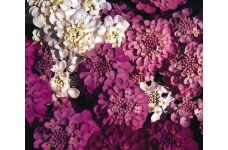 IBERIS SEMPERVIRENS SEEDS - CANDYTUFT CROWN MIXED - 250 SEEDS IBERIS SEMPERVIRENS SEEDS - CANDYTUFT CROWN MIXED - 250 SEEDS