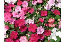 IMPATIENS WALLERIANA - BUSY LIZZIE DWARF BABY SERIES MIX - 100 SEEDS IMPATIENS WALLERIANA - BUSY LIZZIE DWARF BABY SERIES MIX - 100 SEEDS
