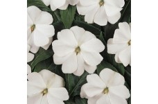 IMPATIENS WALLERIANA DWARF BABY WHITE SEEDS - WHITE BUSY LIZZIE - 100 SEEDS IMPATIENS WALLERIANA DWARF BABY WHITE SEEDS - WHITE BUSY LIZZIE - 100 SEEDS