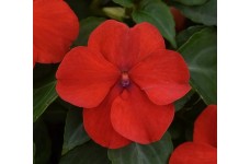 IMPATIENS WALLERIANA BUSY LIZZIE DWARF BABY SCARLET SEEDS  - 100 SEEDS IMPATIENS WALLERIANA BUSY LIZZIE DWARF BABY SCARLET SEEDS  - 100 SEEDS