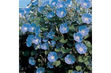 IPOMOEA MORNING GLORY - CLARKS HEAVENLY BLUE - CLIMBER - 50 SEEDS IPOMOEA MORNING GLORY - CLARKS HEAVENLY BLUE - CLIMBER - 50 SEEDS