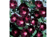 IPOMOEA MORNING GLORY BLACK KNIGHT SEEDS - DARK PURPLE FLOWERS - 50 SEEDS IPOMOEA MORNING GLORY BLACK KNIGHT SEEDS - DARK PURPLE FLOWERS - 50 SEEDS