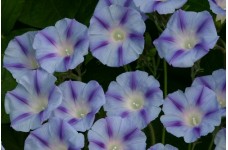 IPOMOEA PURPUREA DACAPO LIGHT BLUE SEEDS - MORNING GLORY CLIMBER - 50 SEEDS IPOMOEA PURPUREA DACAPO LIGHT BLUE SEEDS - MORNING GLORY CLIMBER - 50 SEEDS
