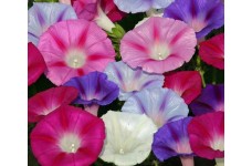IPOMOEA MORNING GLORY FLYING SAUCER MIX SEEDS - MIXED COLOUR STRIPED FLOWERS - 50 SEEDS IPOMOEA MORNING GLORY FLYING SAUCER MIX SEEDS - MIXED COLOUR STRIPED FLOWERS - 50 SEEDS